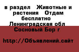  в раздел : Животные и растения » Отдам бесплатно . Ленинградская обл.,Сосновый Бор г.